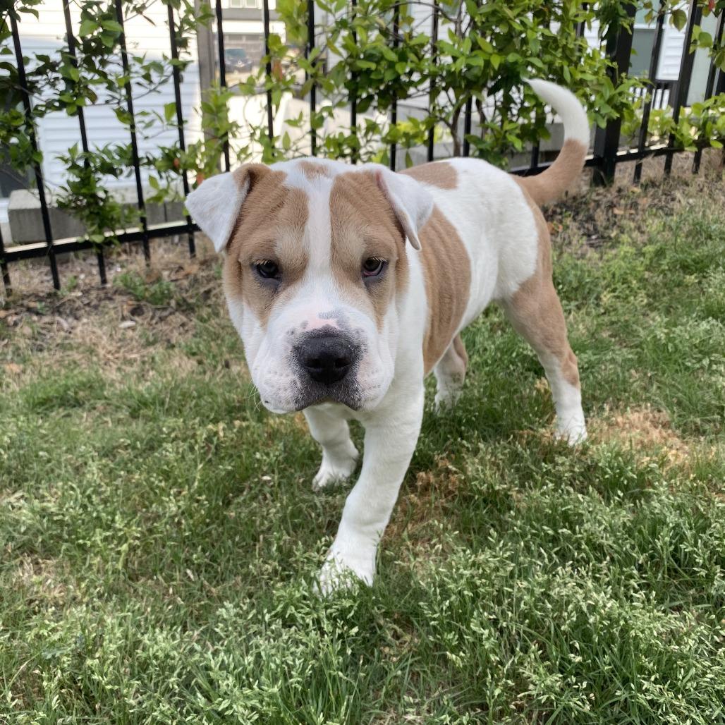 Enlarge Origami, a Adoptable mixed breed in Raleigh, NC image 2/3