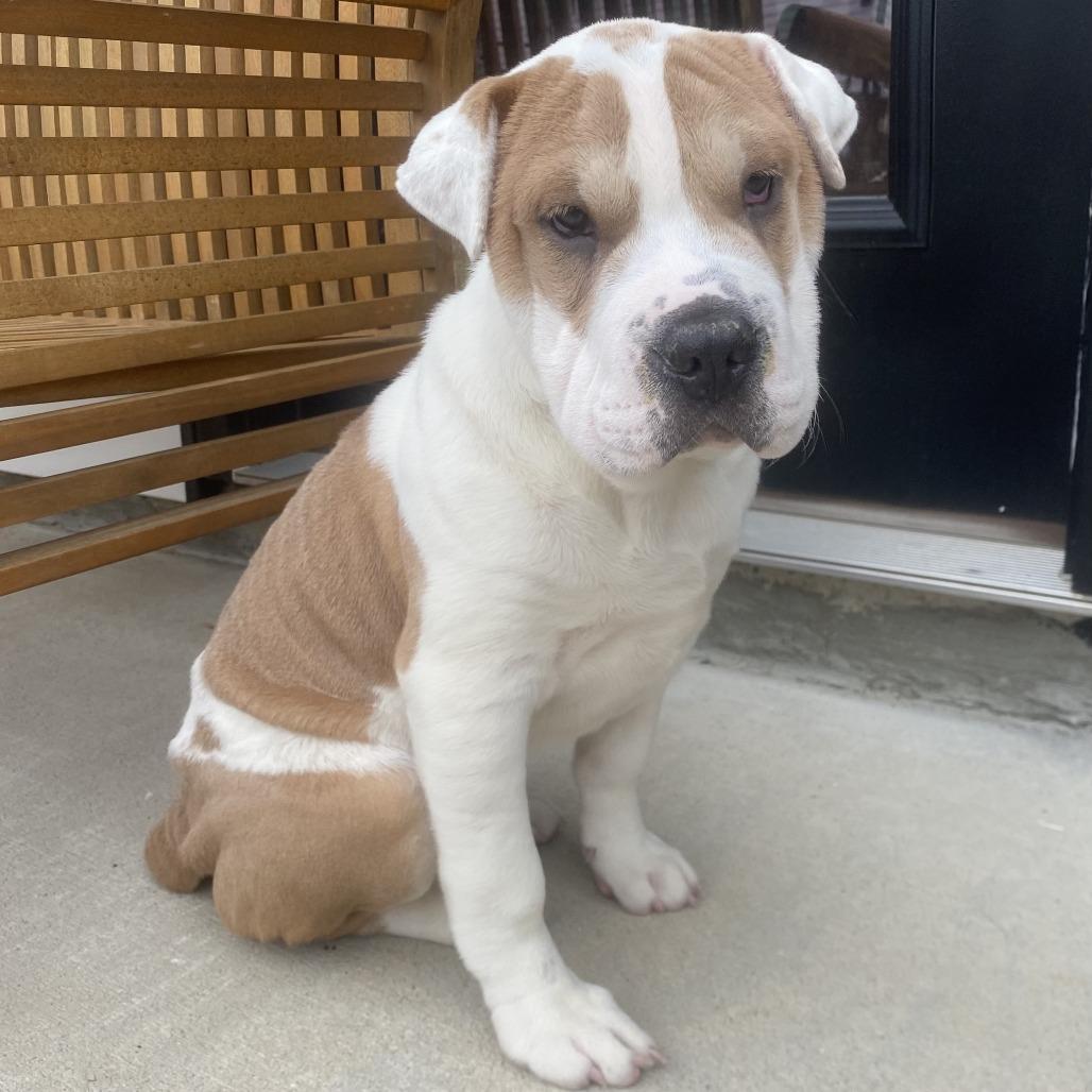 Enlarge Origami, a Adoptable mixed breed in Raleigh, NC image 3/3