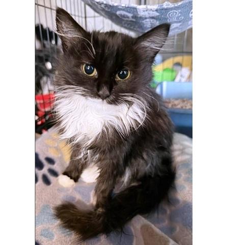 Enlarge Dolly, a Adoptable Domestic Medium Hair in Salt Lake City, UT image 1/3