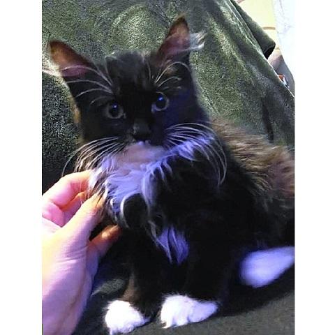 Enlarge Dolly, a Adoptable Domestic Medium Hair in Salt Lake City, UT image 2/3
