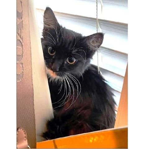 Enlarge Dolly, a Adoptable Domestic Medium Hair in Salt Lake City, UT image 3/3