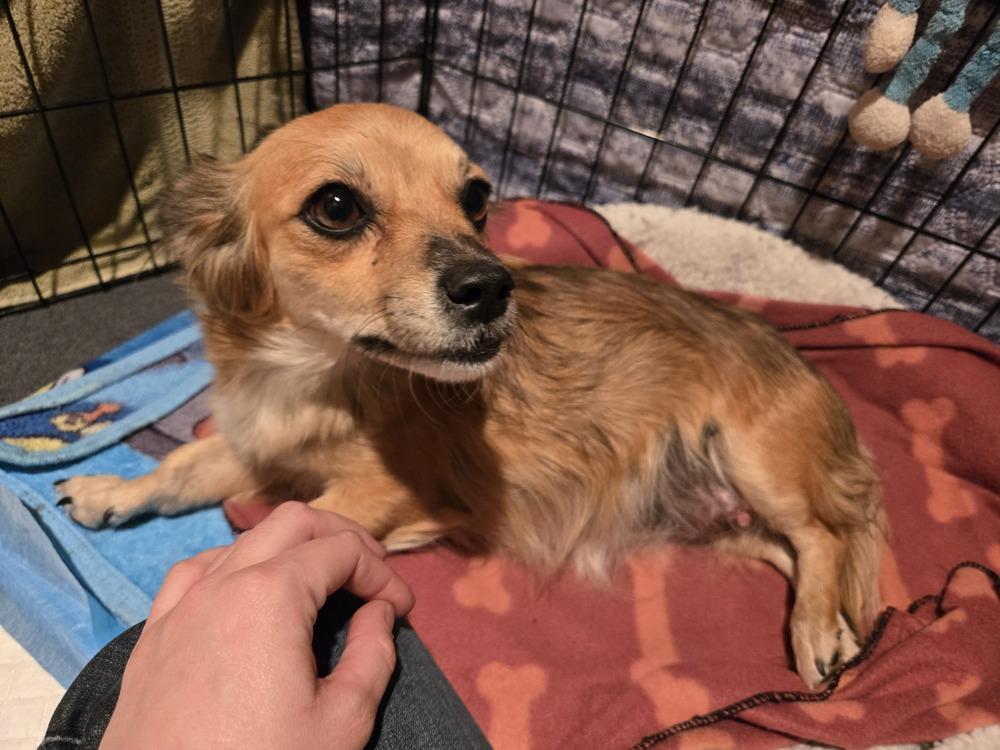 Enlarge Stormy, a Adoptable mixed breed in Bend, OR image 1/4