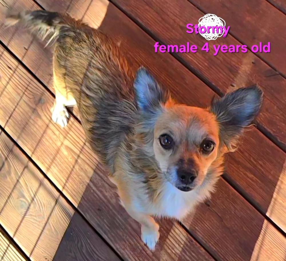 Enlarge Stormy, a Adoptable mixed breed in Bend, OR image 2/4