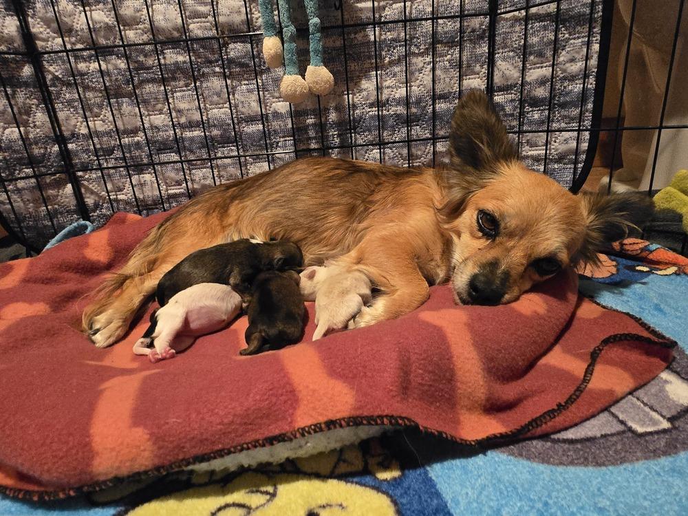 Enlarge Stormy, a Adoptable mixed breed in Bend, OR image 4/4