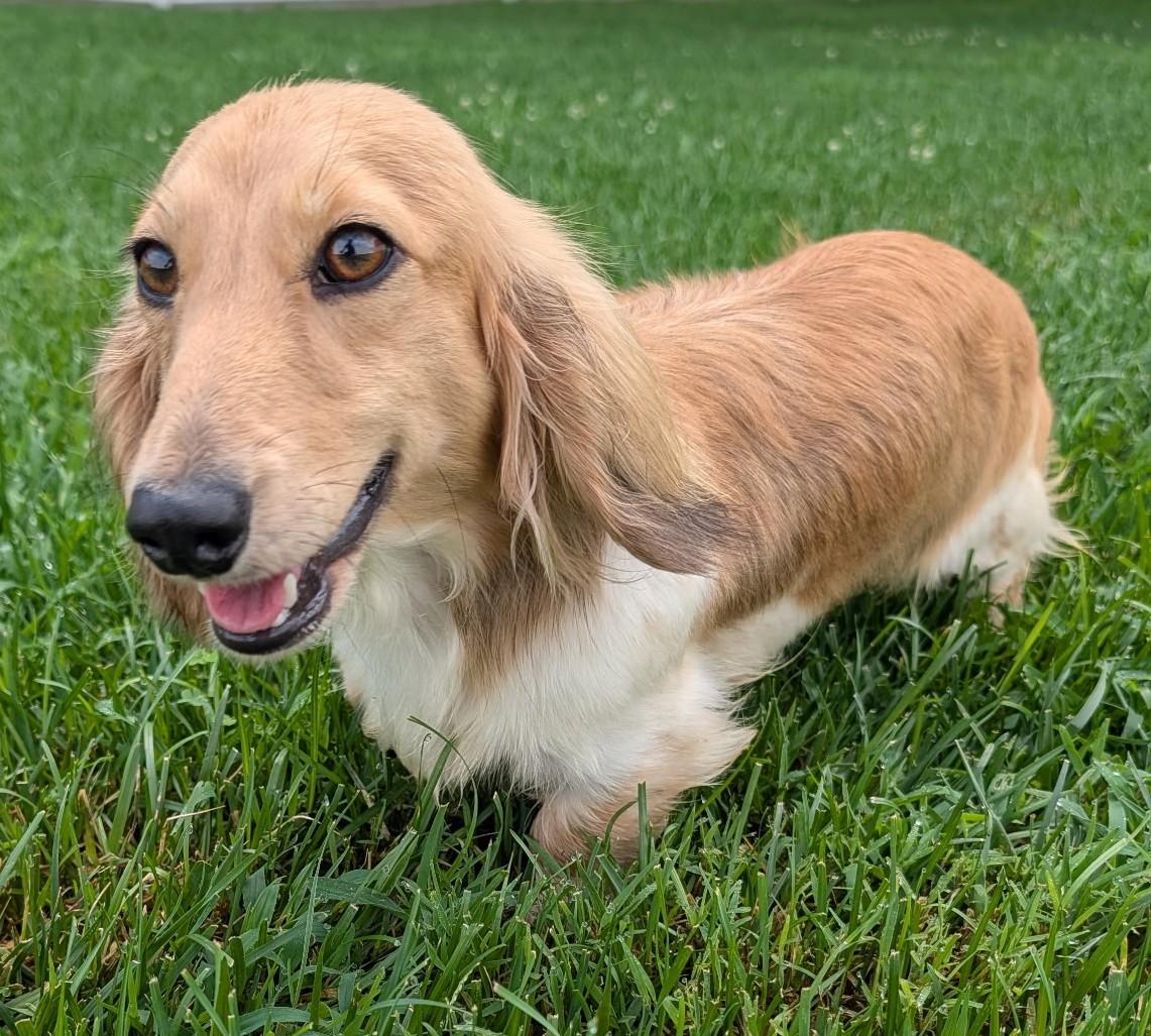 Enlarge Beauty in NC, a ADOPTABLE Dachshund (Long Haired) in Belmont, NC image 2/5