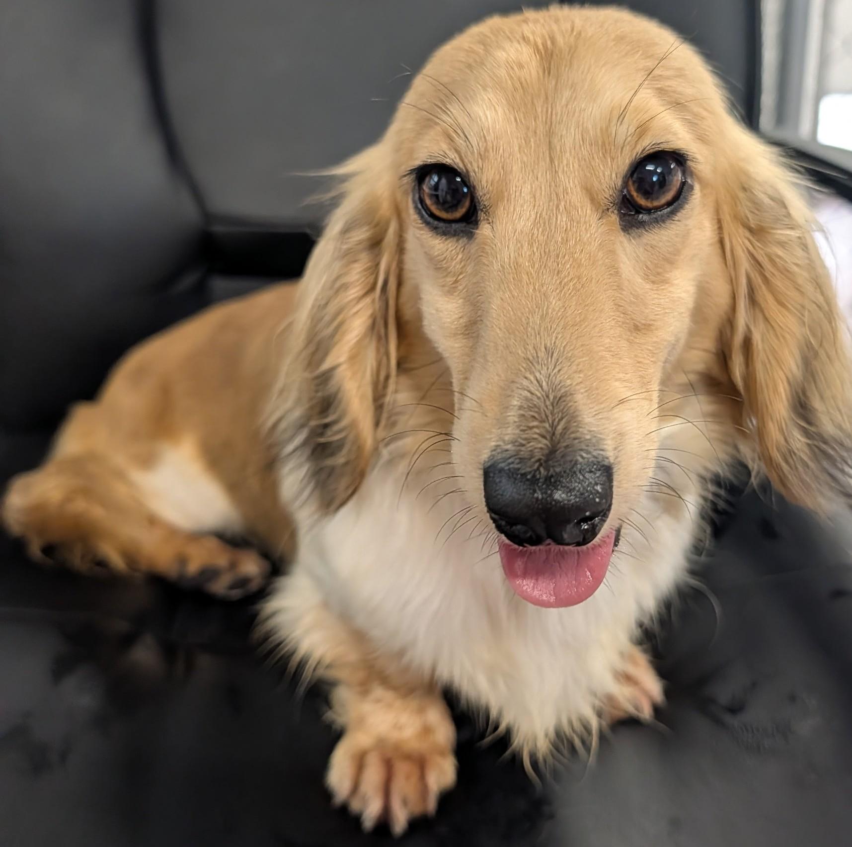 Enlarge Beauty in NC, a ADOPTABLE Dachshund (Long Haired) in Belmont, NC image 1/5