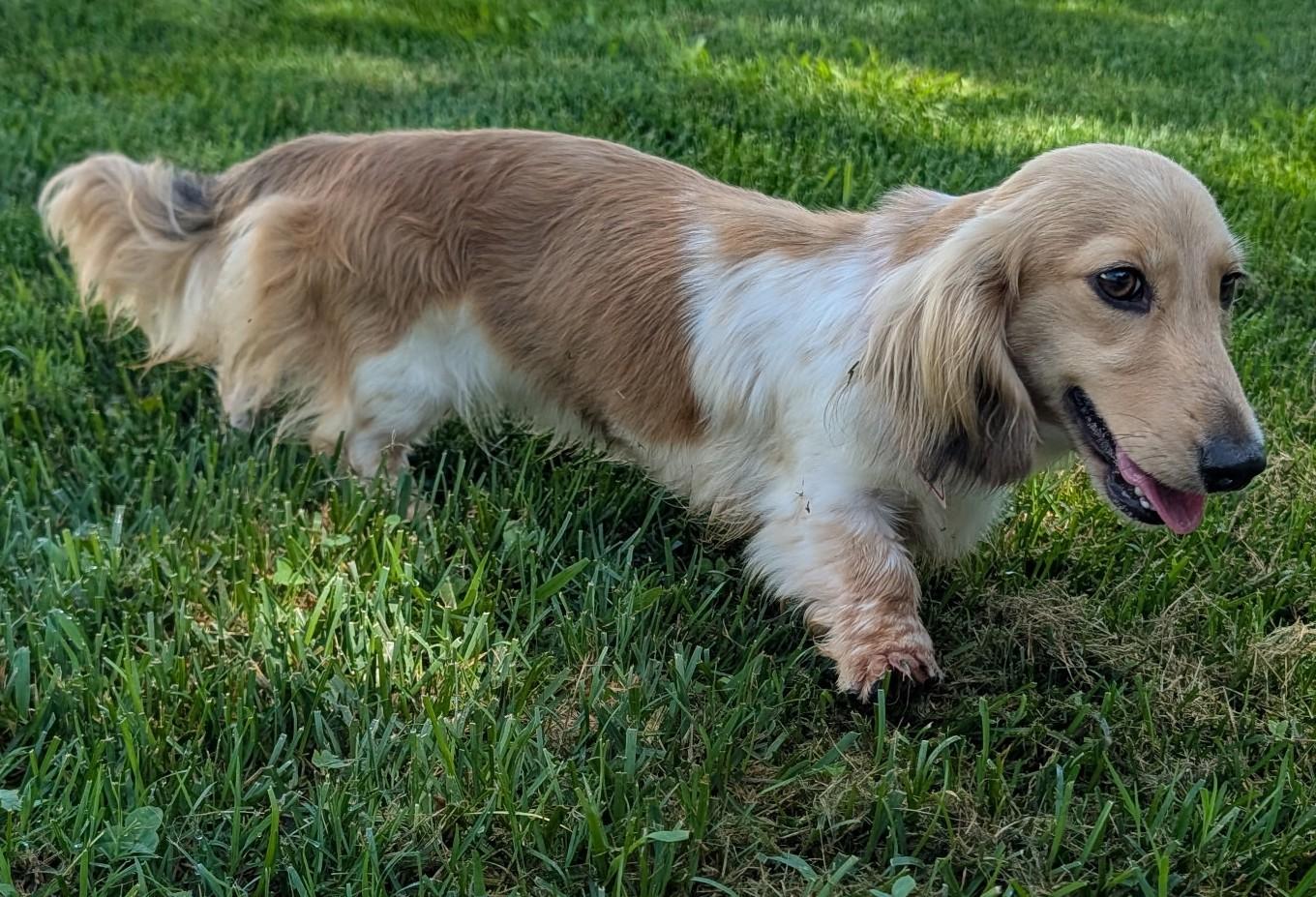 Enlarge Beauty in NC, a ADOPTABLE Dachshund (Long Haired) in Belmont, NC image 4/5