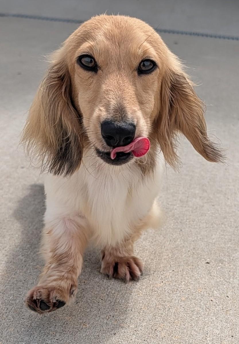 Enlarge Beauty in NC, a ADOPTABLE Dachshund (Long Haired) in Belmont, NC image 3/5