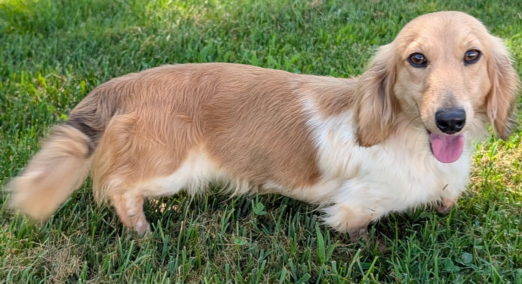 Enlarge Beauty in NC, a ADOPTABLE Dachshund (Long Haired) in Belmont, NC image 5/5