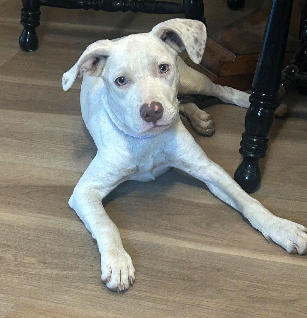 HoneyBelle, Adoptable, Puppy Female Pointer & Pit Bull Terrier.