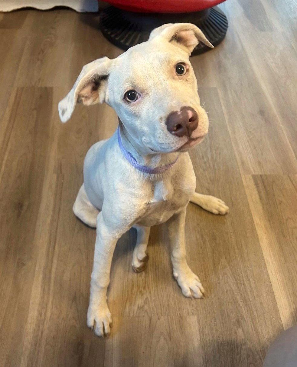 Enlarge HoneyBelle, a Adoptable mixed breed in Wakefield, RI image 2/3