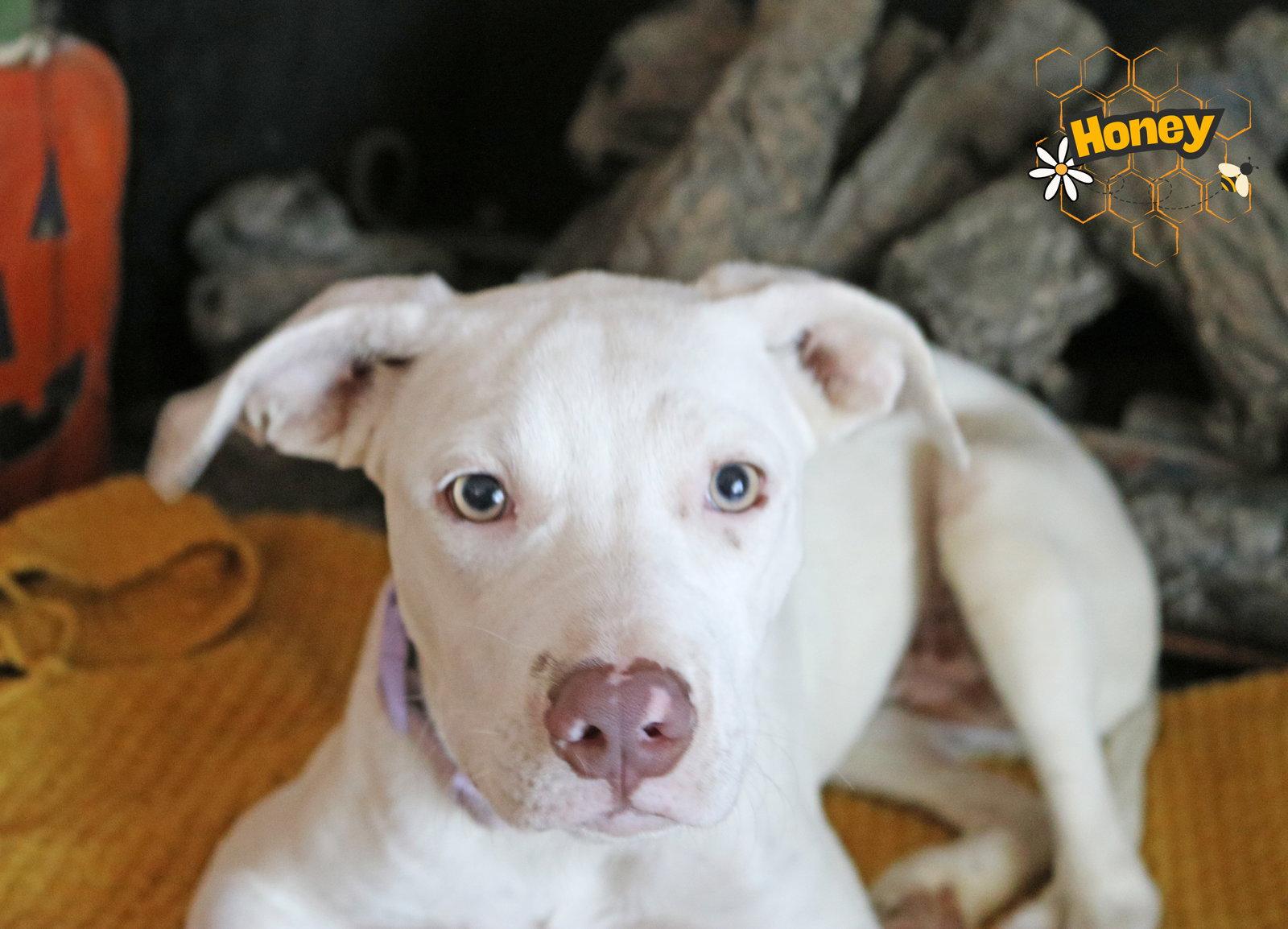 Enlarge HoneyBelle, a Adoptable mixed breed in Wakefield, RI image 3/3