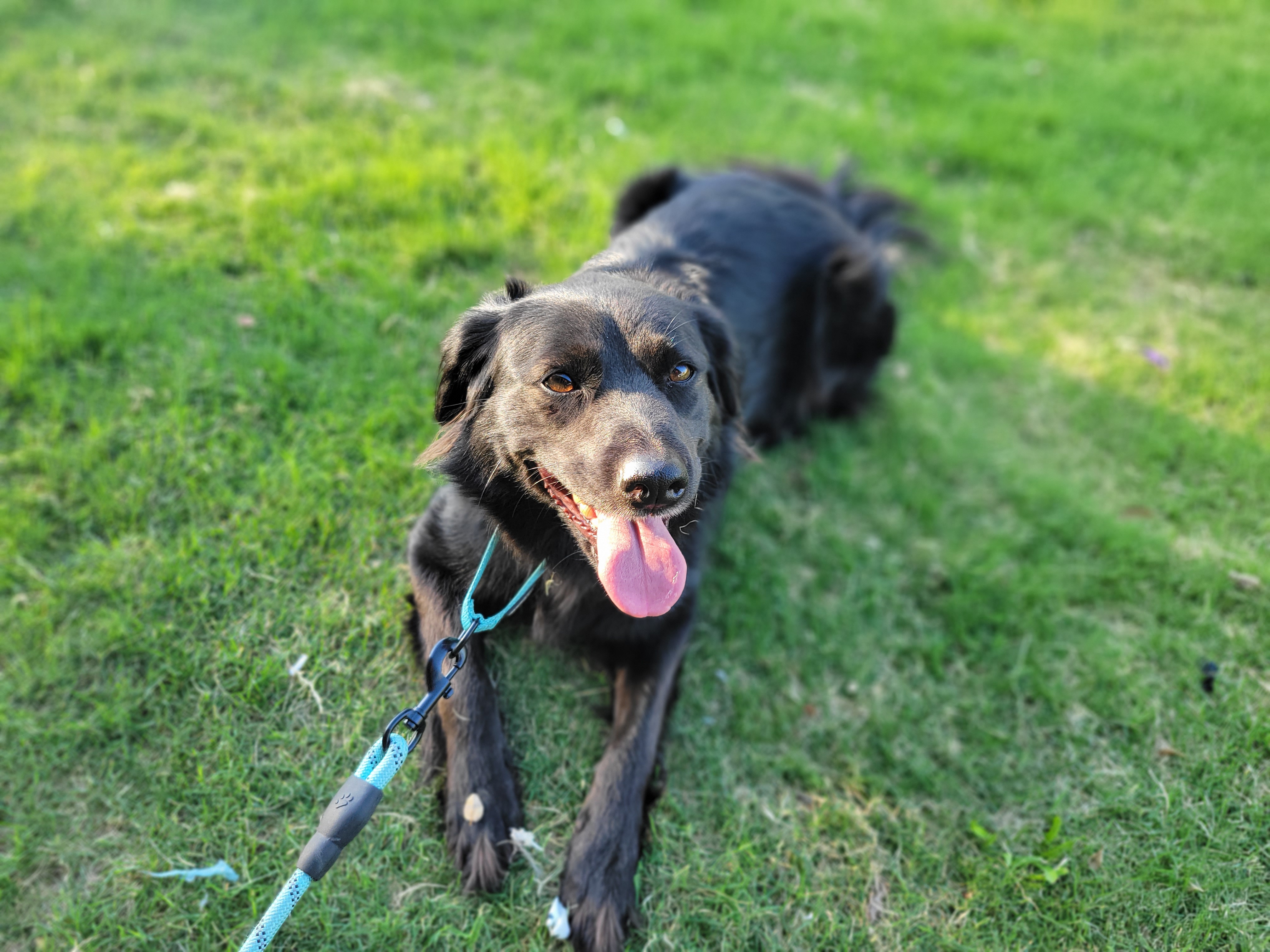 2.shimmer, Adult Female Mixed Breed