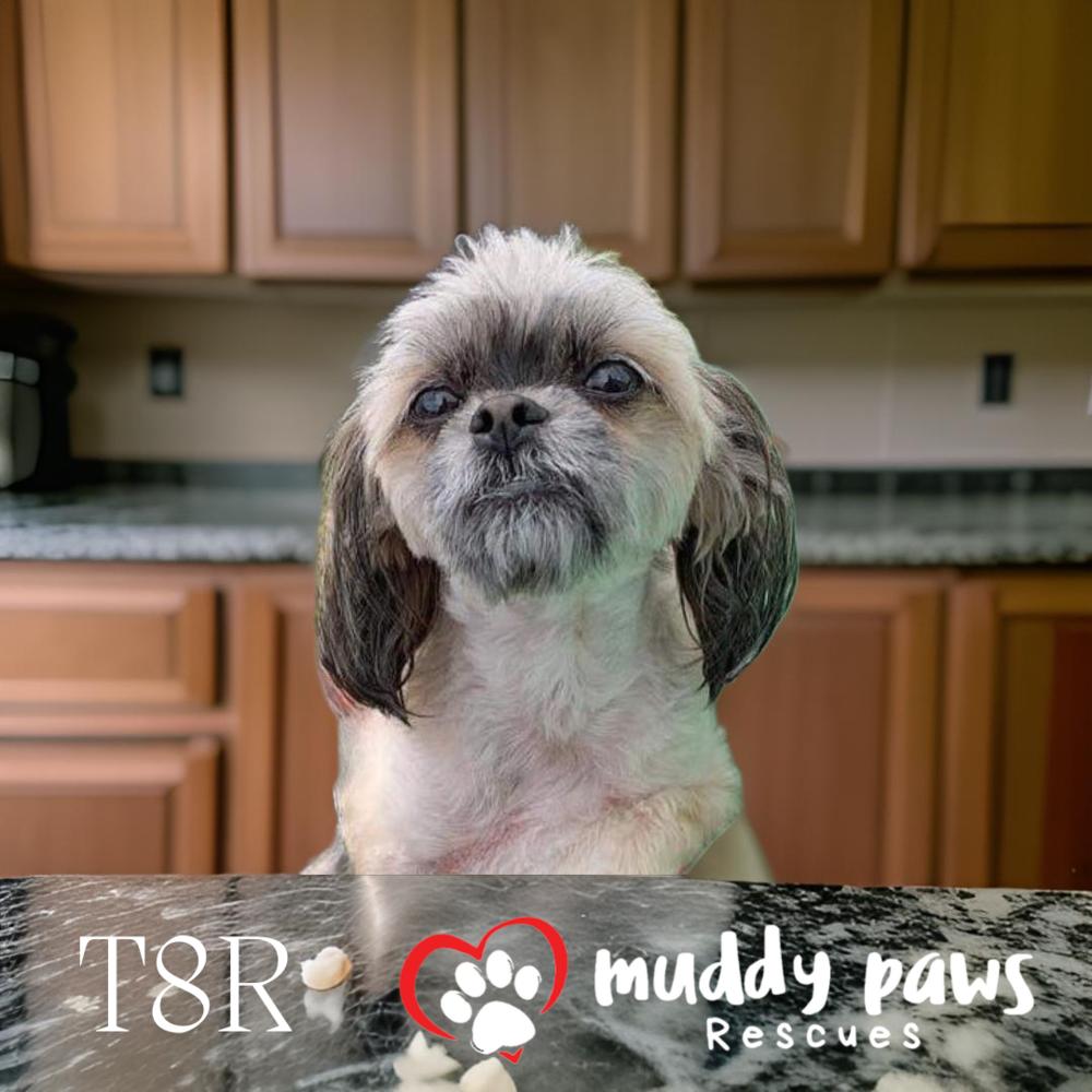 T8R (pronounced Tater), a Adoptable mixed breed in Council Bluffs, IA image 1/2