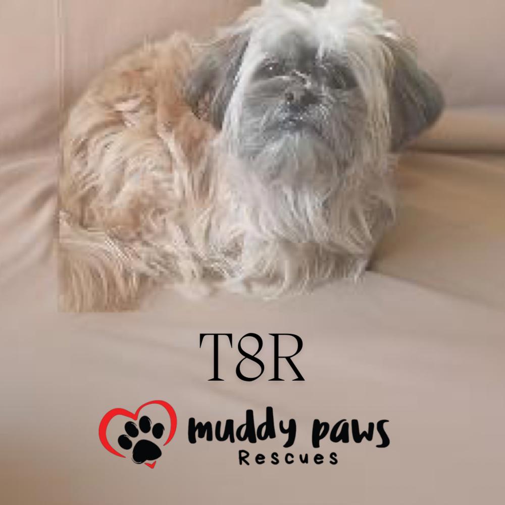 T8R (pronounced Tater), a Adoptable mixed breed in Council Bluffs, IA image 2/2