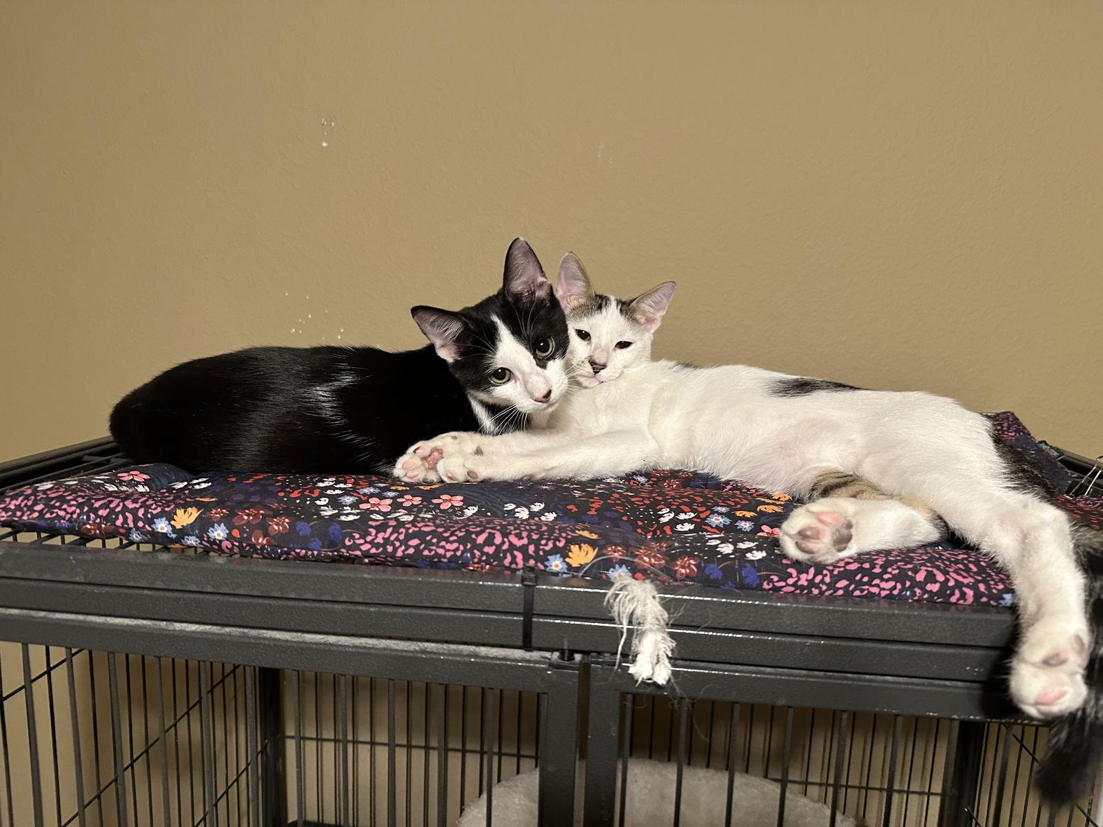 Acer, Adoptable, Young Male Domestic Short Hair.