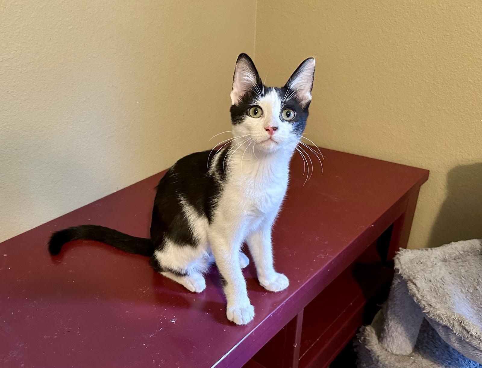 Acer, a Adoptable Domestic Short Hair in Longwood, FL image 2/3