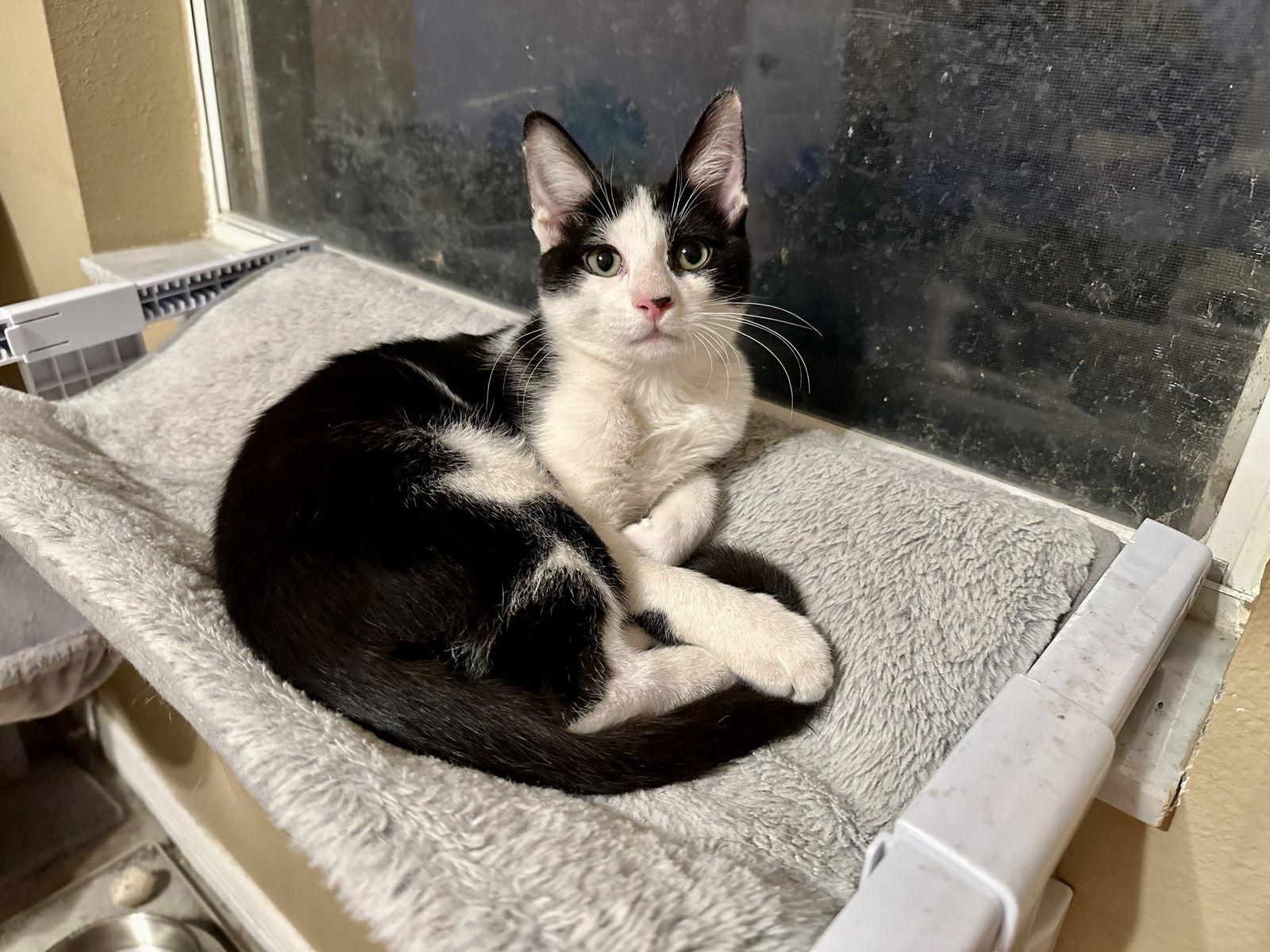 Acer, a Adoptable Domestic Short Hair in Longwood, FL image 3/3