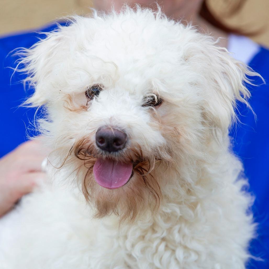 Flower, Adoptable, Young Female Mixed Breed.