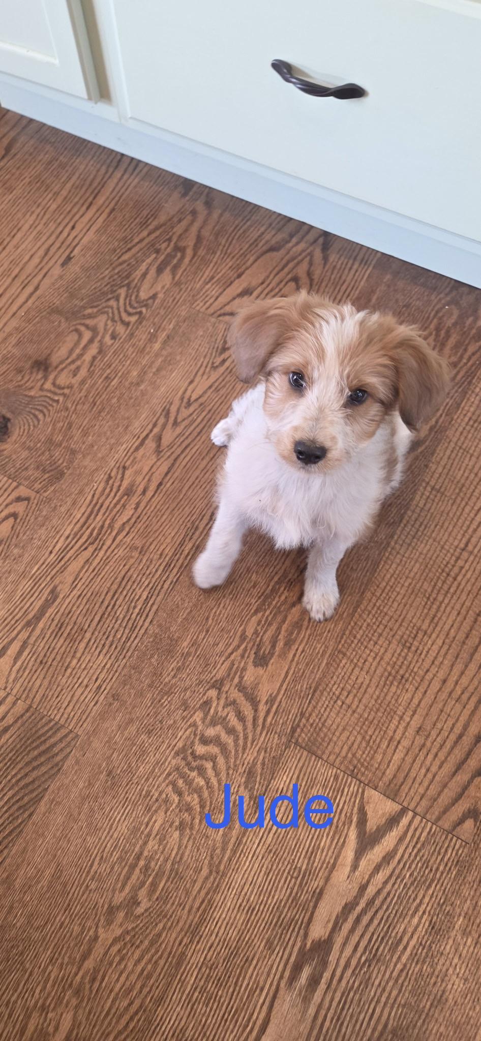 Jude, Adoptable, Puppy Male Miniature Poodle & Jack Russell Terrier.