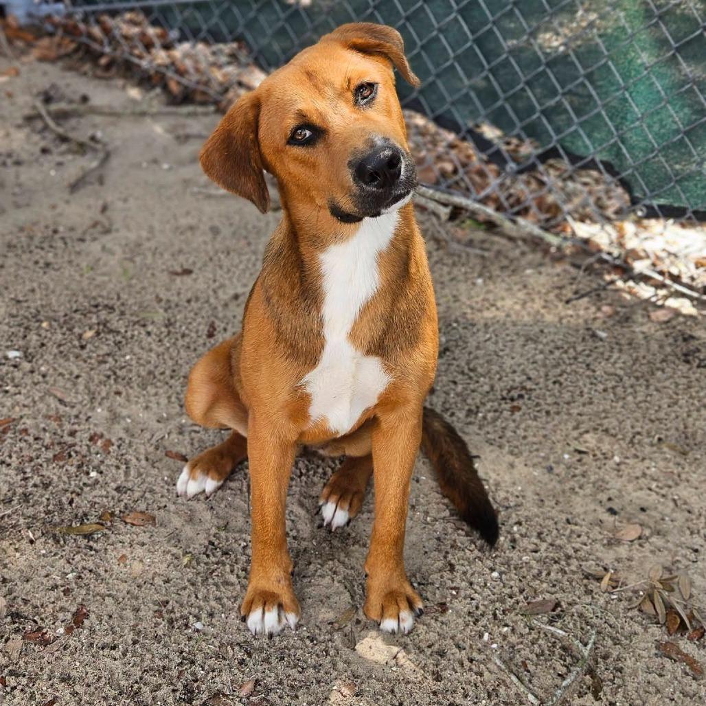 Enlarge Millie, a Adoptable Mixed Breed in Merritt Island, FL image 1/4