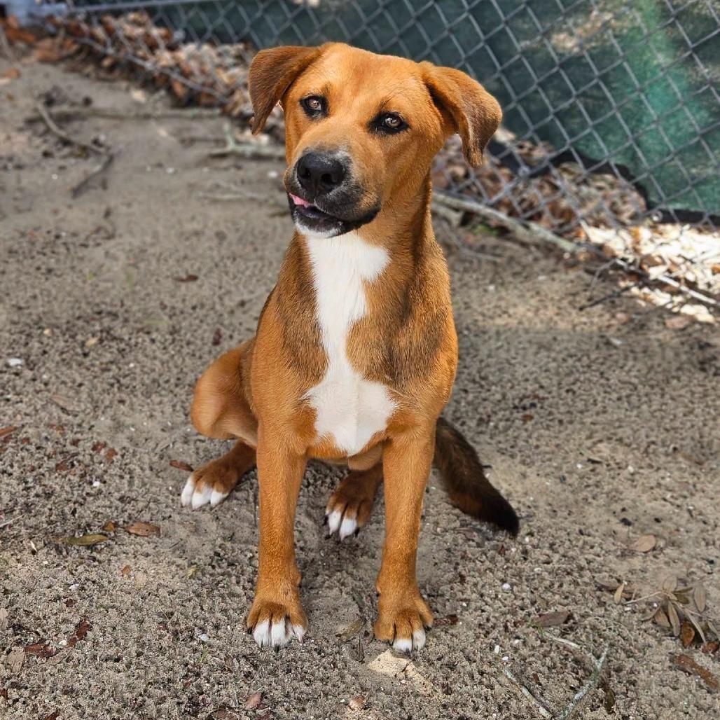 Enlarge Millie, a Adoptable Mixed Breed in Merritt Island, FL image 2/4