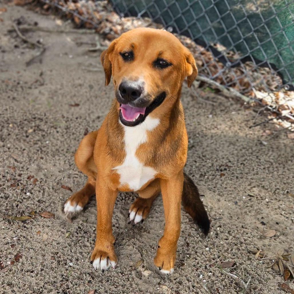 Enlarge Millie, a Adoptable Mixed Breed in Merritt Island, FL image 3/4