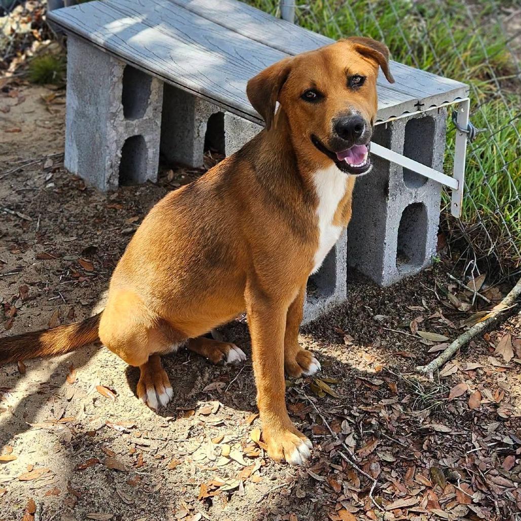Enlarge Millie, a Adoptable Mixed Breed in Merritt Island, FL image 4/4