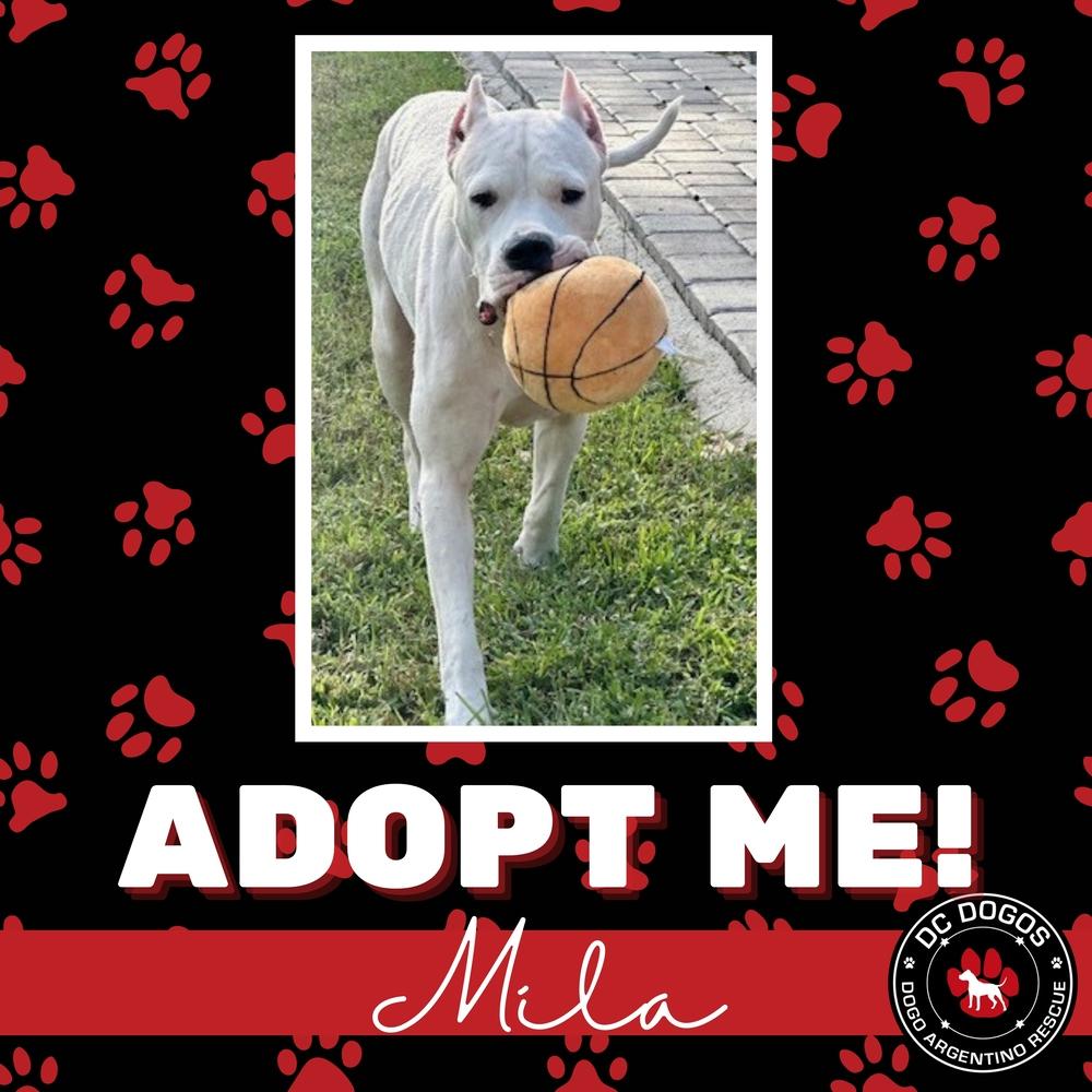 Mila, Adopted, Adult Female Dogo Argentino.