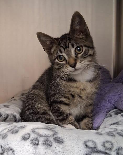 Bolt, Adoptable, Young Male Tabby.