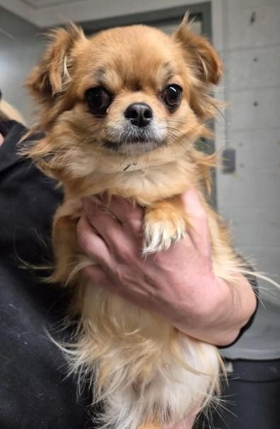 Yoshi, ADOPTABLE, Adult Female Chihuahua.