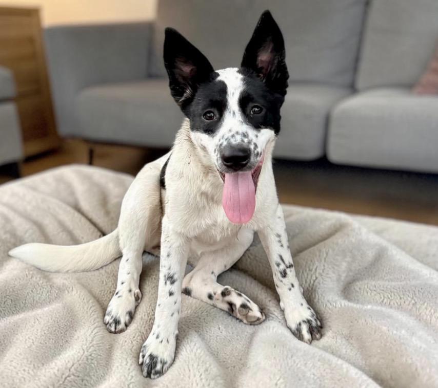 Lamb, a Adoptable mixed breed in Latham, NY image 2/6