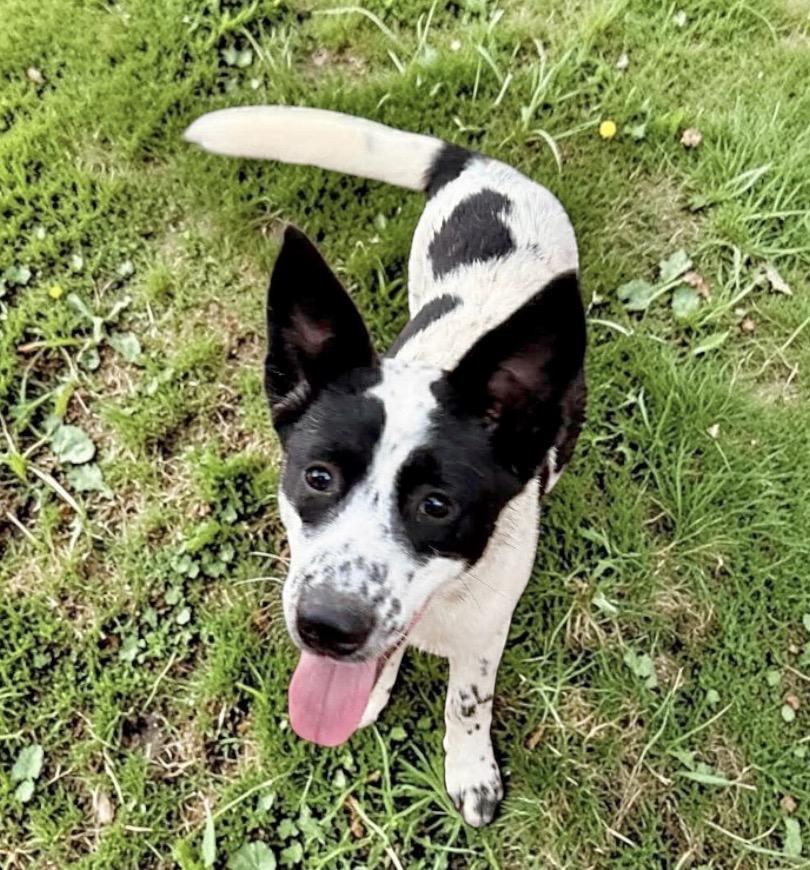 Lamb, a Adoptable mixed breed in Latham, NY image 4/6