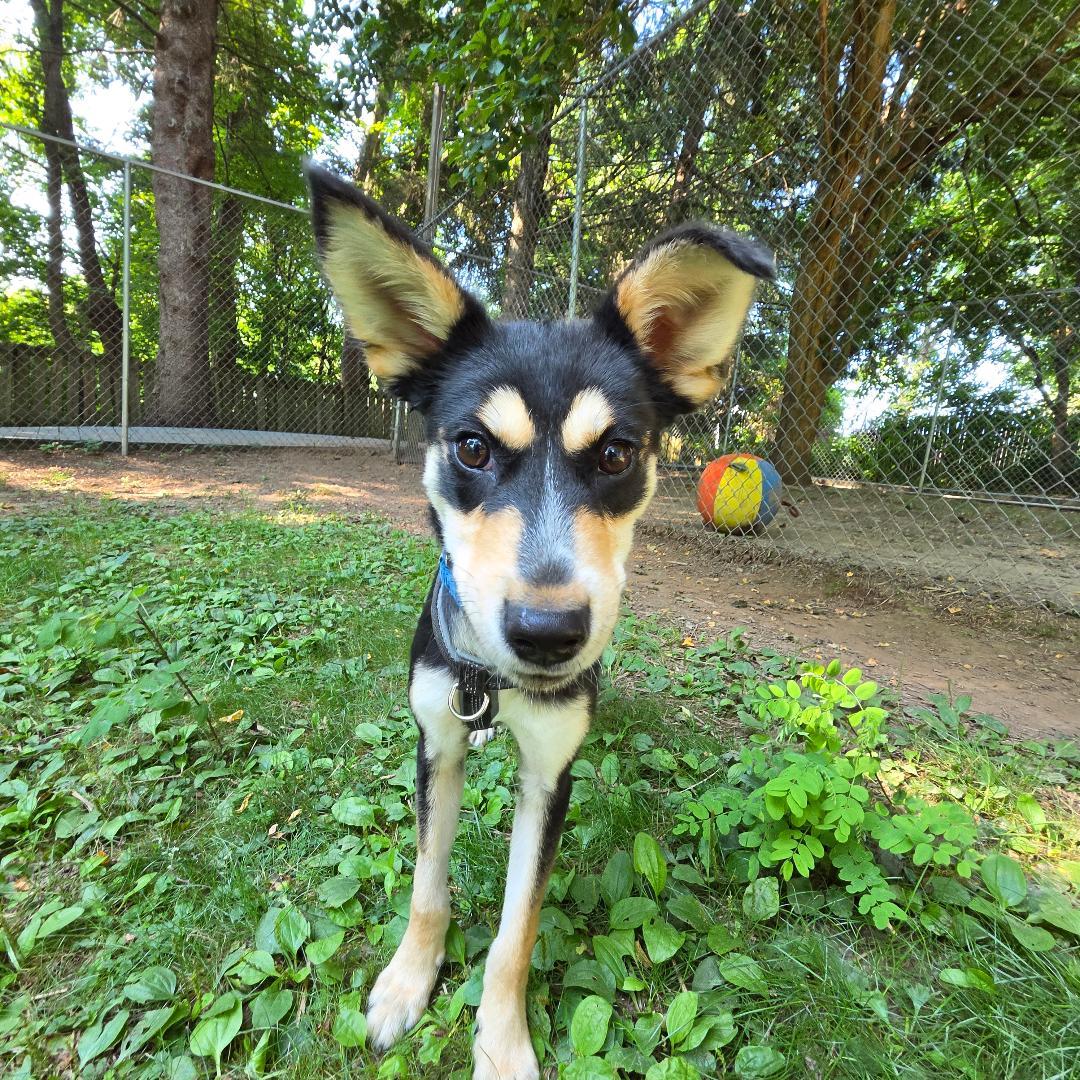 Onyx, a Adoptable mixed breed in Dillsburg, PA image 2/6