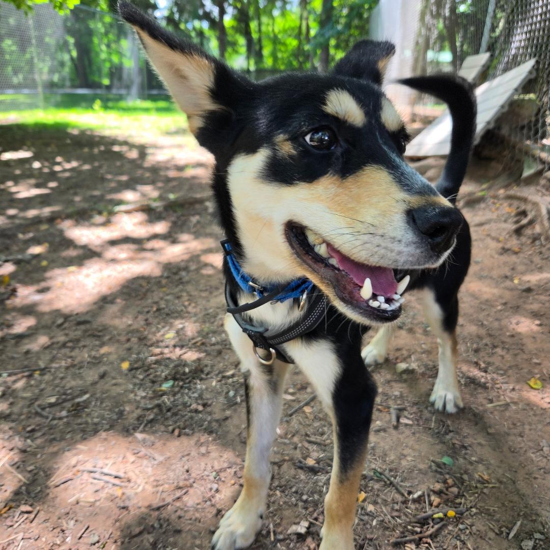 Onyx, Adoptable, Young Male German Shepherd Dog & Husky.