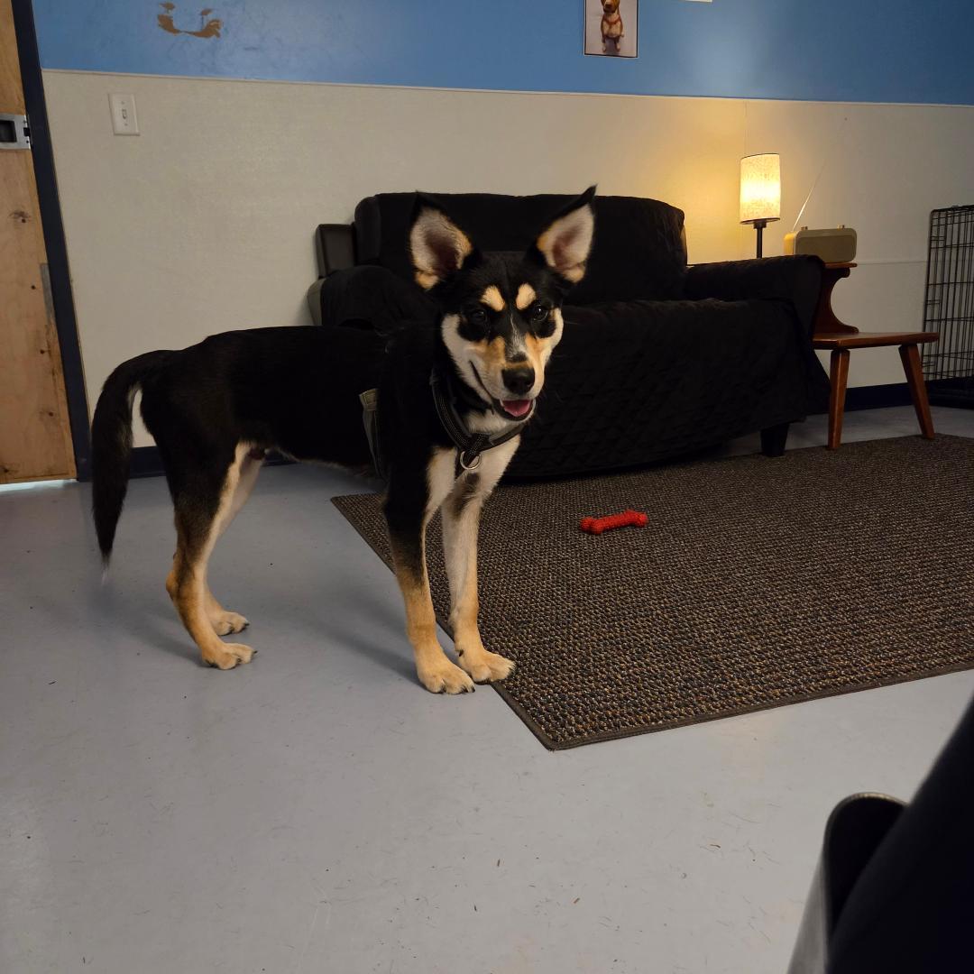 Enlarge Onyx, a Adoptable mixed breed in Dillsburg, PA image 2/6