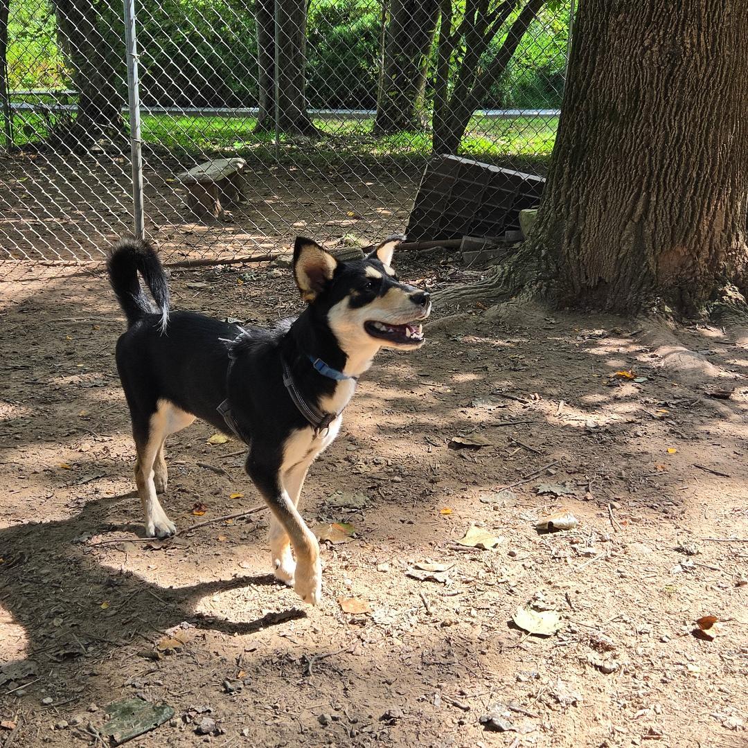 Onyx, Adoptable, Young Male Husky & Rottweiler.