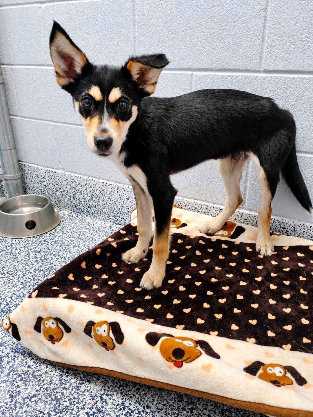 Onyx, a Adoptable mixed breed in Dillsburg, PA image 5/6