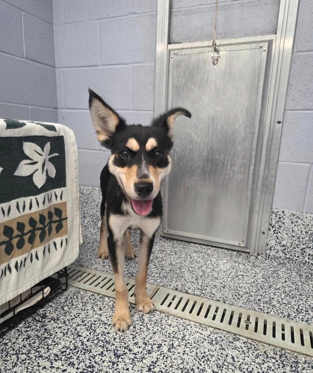 Onyx, a Adoptable mixed breed in Dillsburg, PA image 6/6