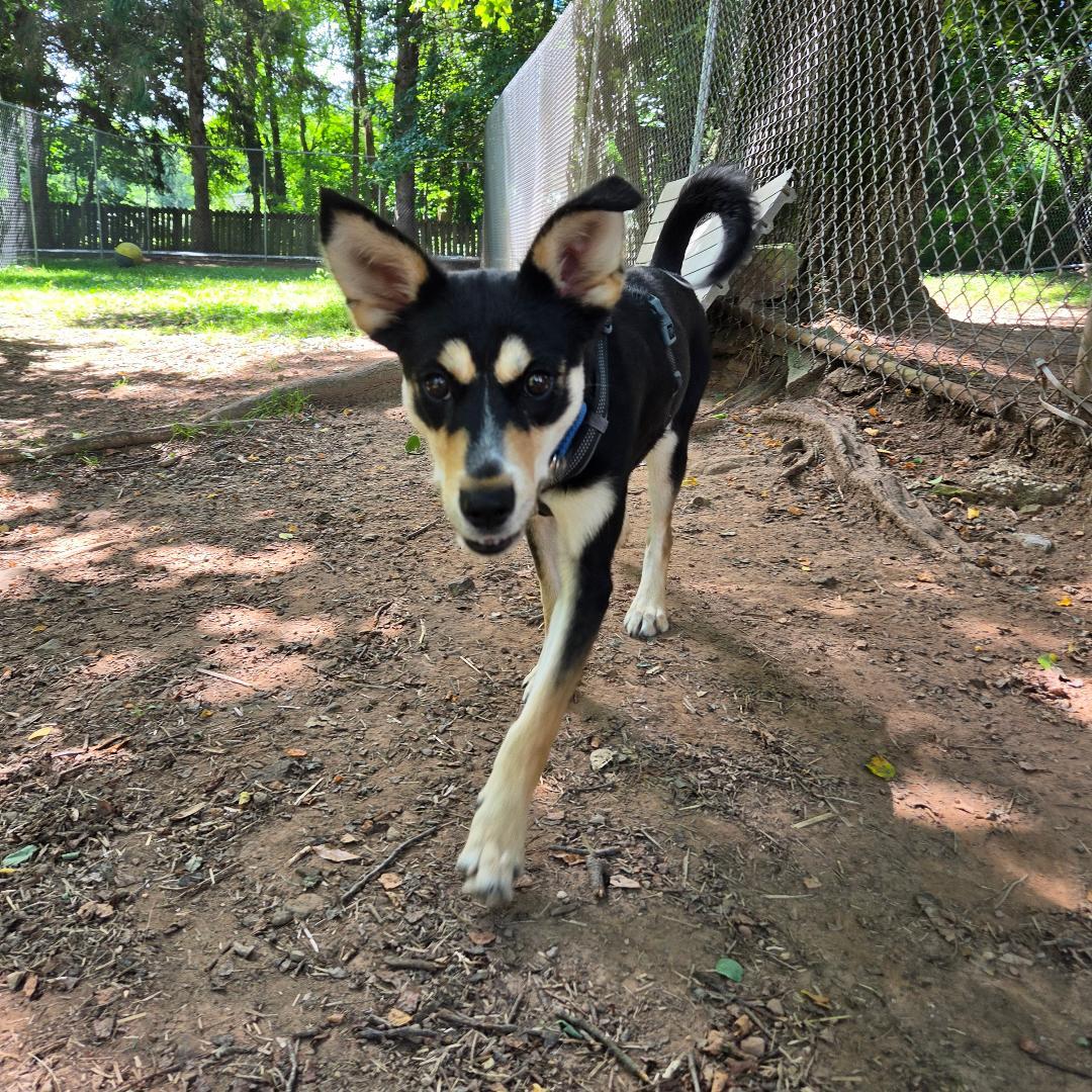 Enlarge Onyx, a Adoptable mixed breed in Dillsburg, PA image 6/6