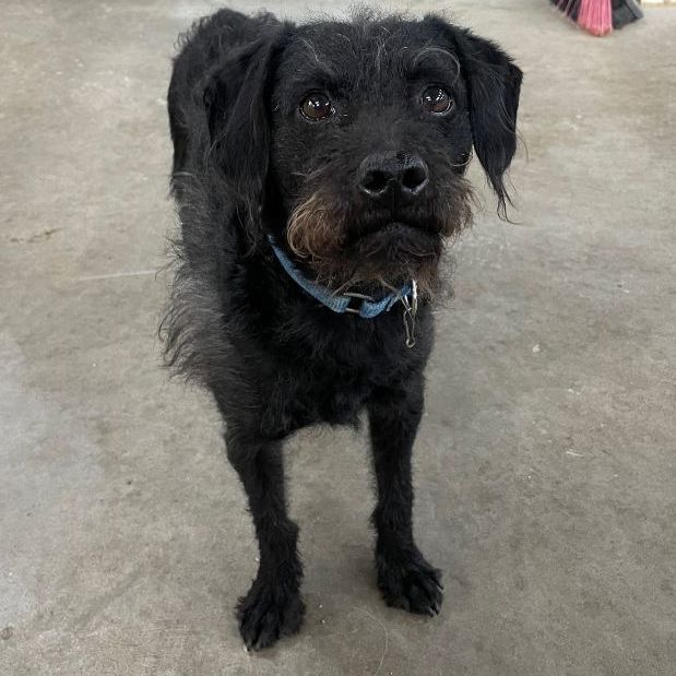 Tyler, Adoptable, Young Male Schnauzer.