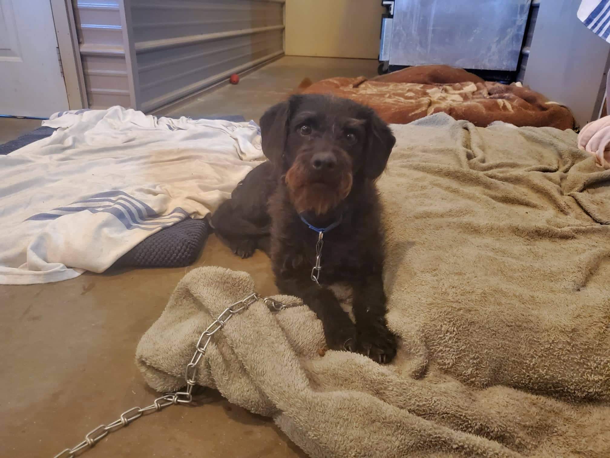 Tyler, a Adoptable mixed breed in Lenexa, KS image 2/6