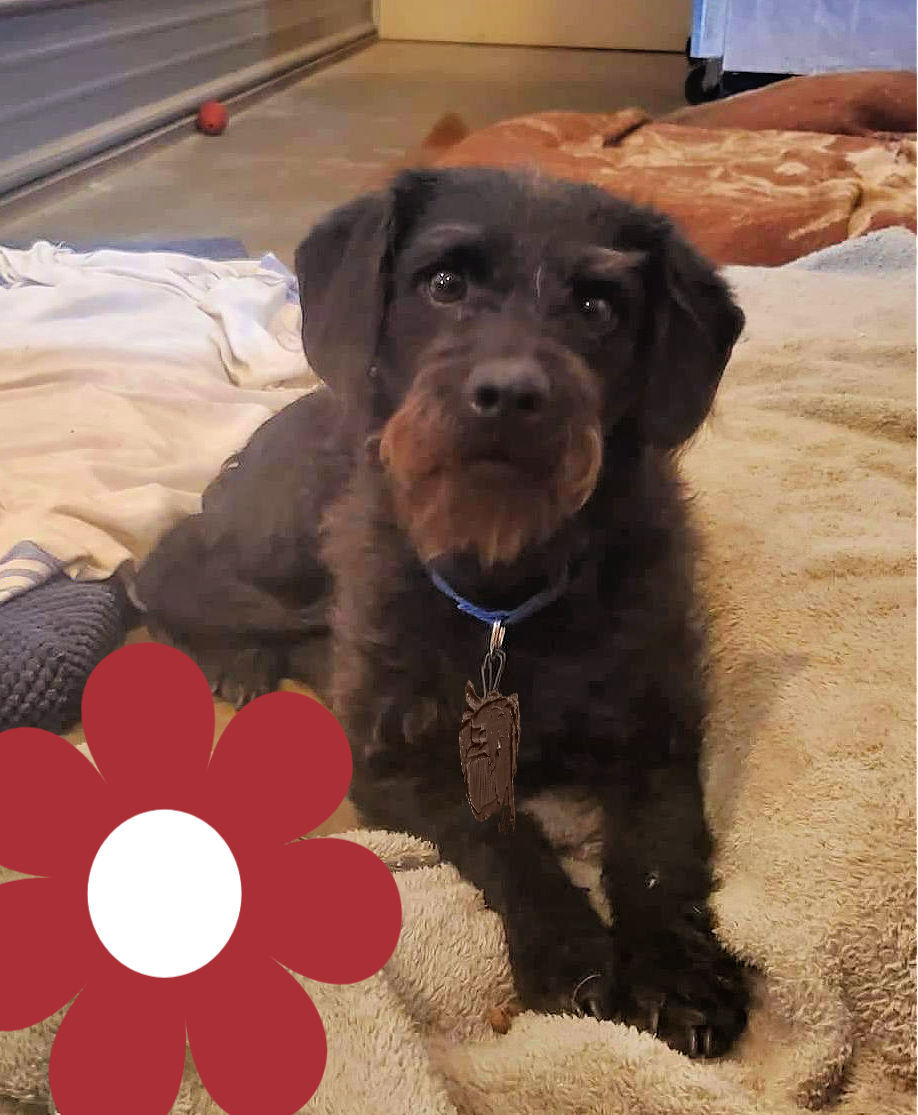 Tyler, a Adoptable mixed breed in Lenexa, KS image 3/6