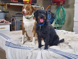 Tyler, a Adoptable mixed breed in Lenexa, KS image 4/6