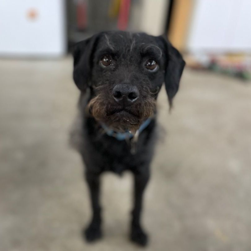 Tyler, a Adoptable mixed breed in Lenexa, KS image 5/6