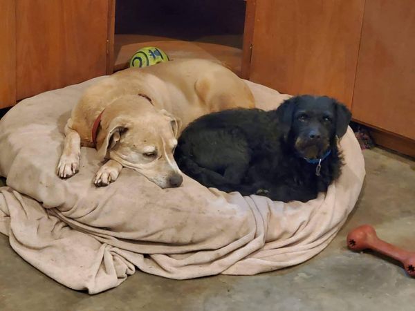 Tyler, a Adoptable mixed breed in Lenexa, KS image 6/6