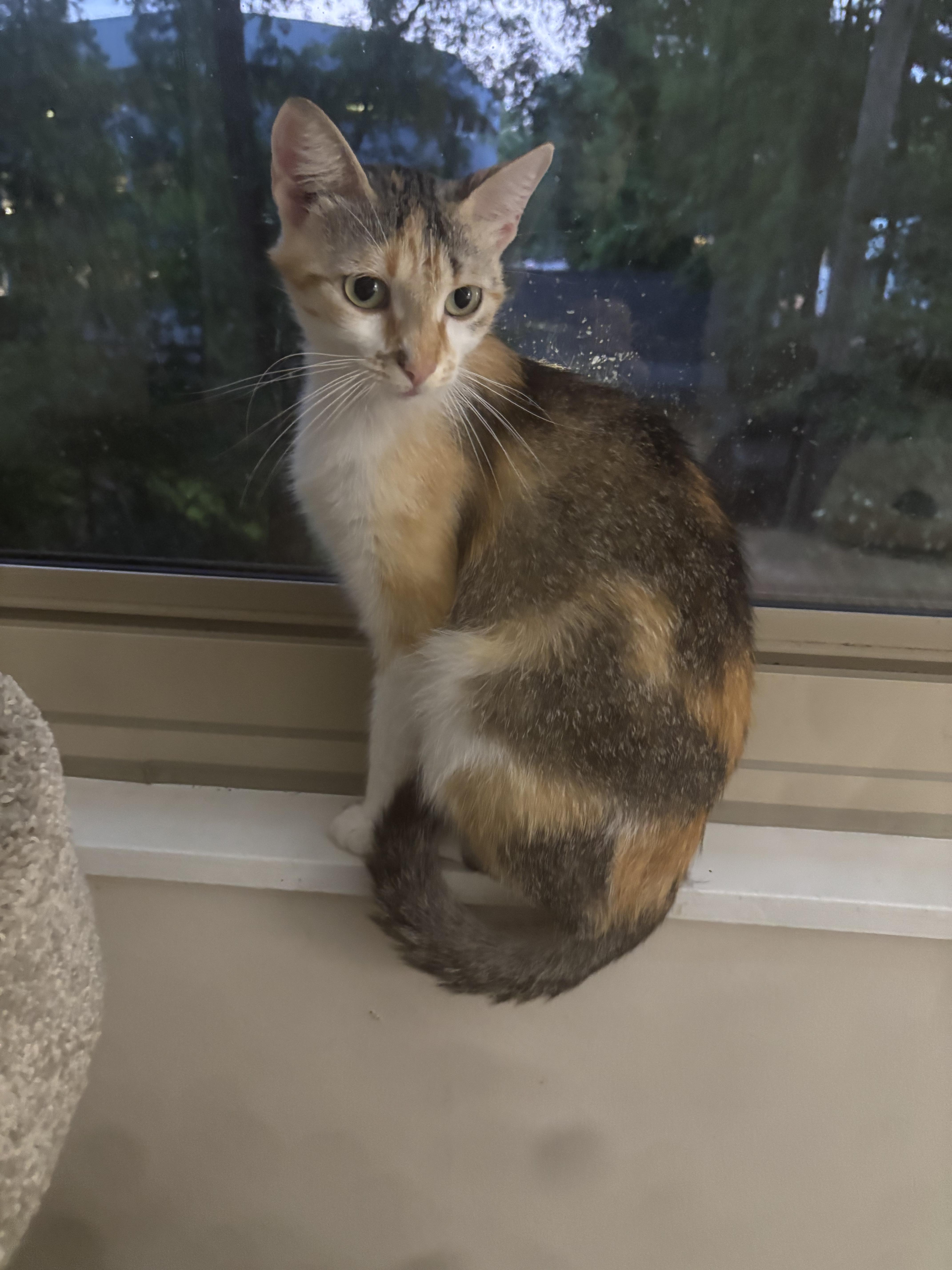 Portia, Adoptable, Young Female Torbie.