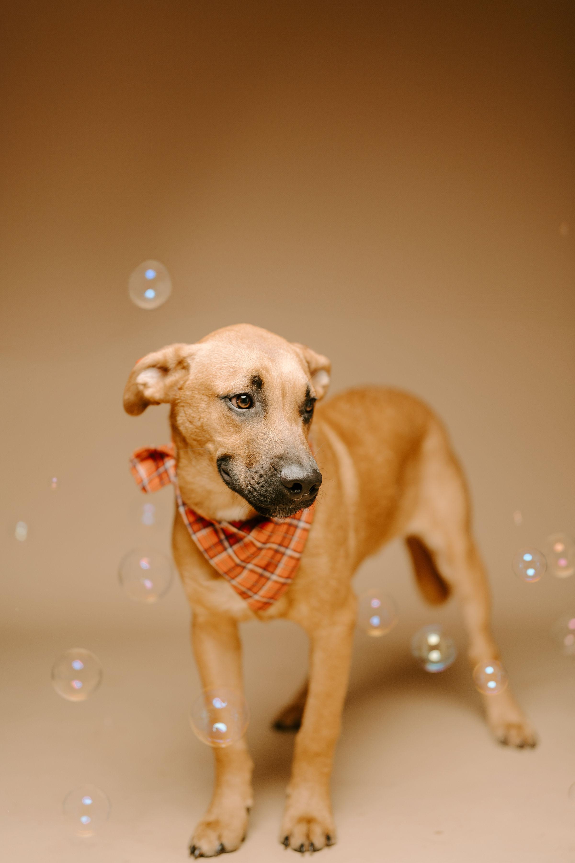Liam, an adoptable Labrador Retriever in Vineyard, UT, 84058 | Photo Image 2