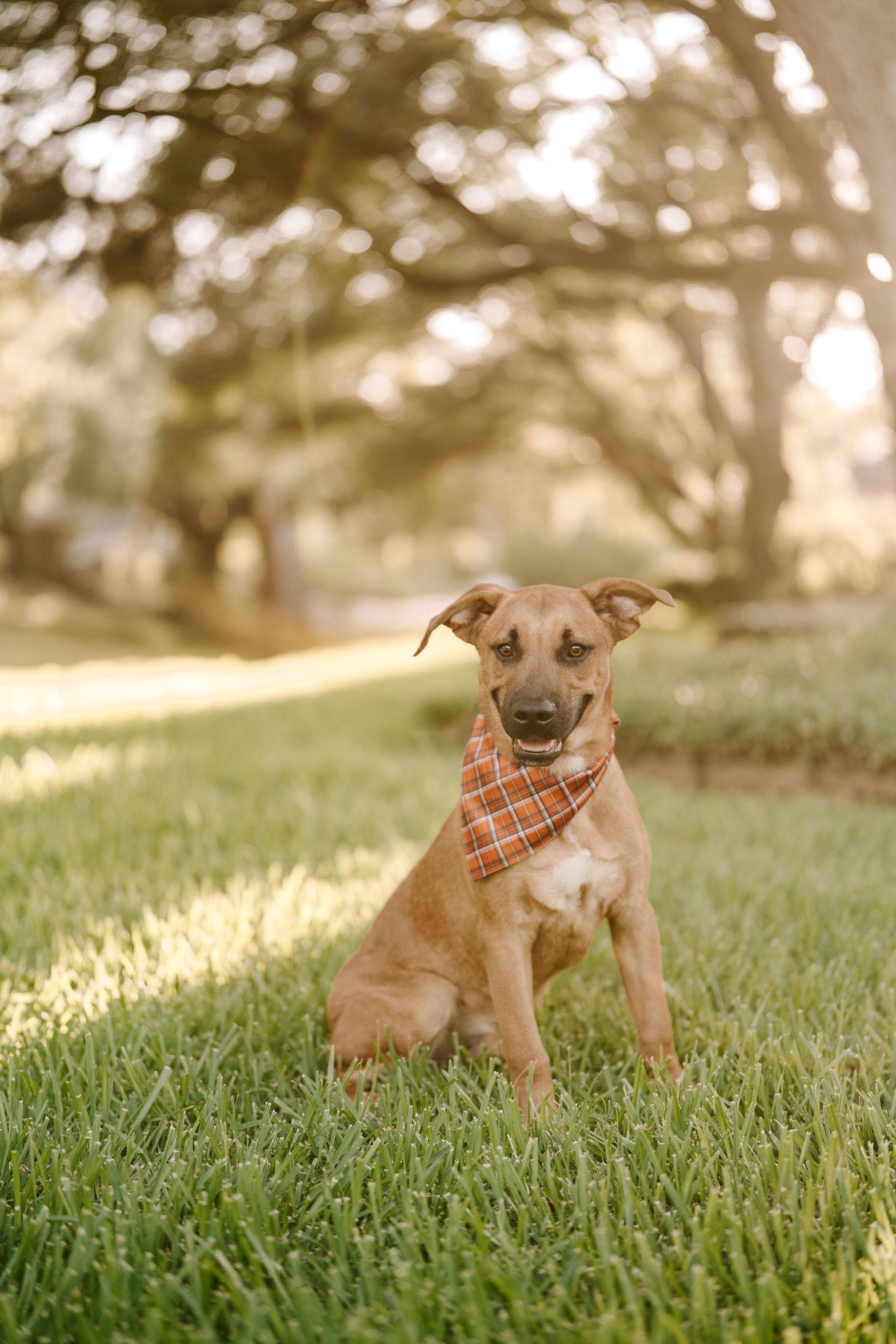 Liam, an adoptable Labrador Retriever in Vineyard, UT, 84058 | Photo Image 1
