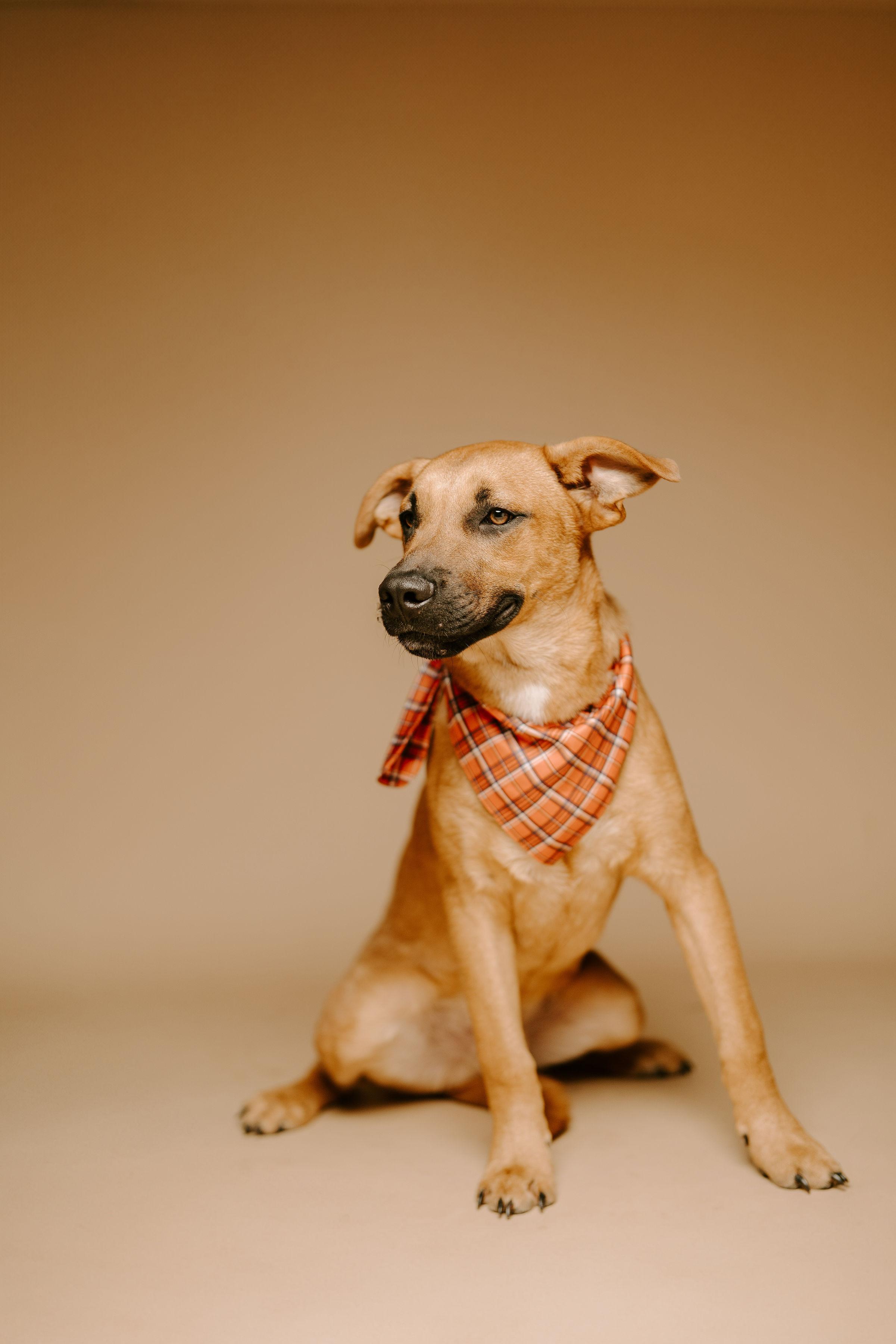 Liam, an adoptable Labrador Retriever in Vineyard, UT, 84058 | Photo Image 4